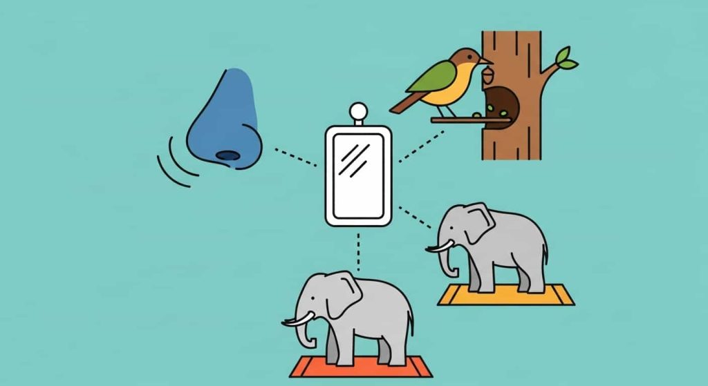 Alternatives to mirror self-recognition tests